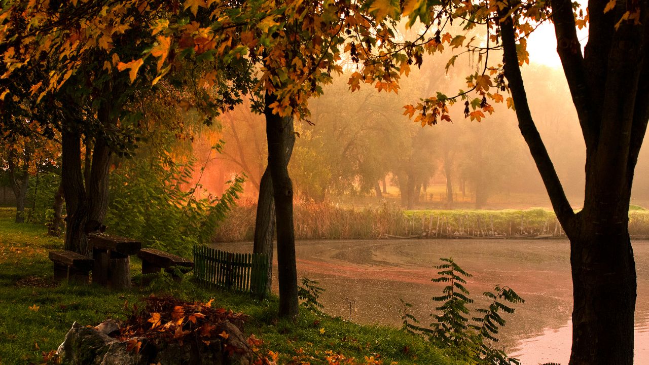 scattering of autumnal leaves